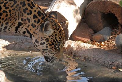 Detection of Jaguar (Panthera onca) From Genetic Material in Drinking Water